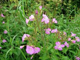 Attēlu rezultāti vaicājumam “Epilobium montanum flower”