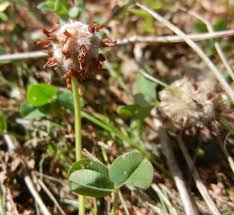 Attēlu rezultāti vaicājumam “Trifolium fragiferum fruit”