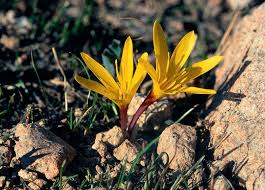 Attēlu rezultāti vaicājumam “Colchicum luteum flower”