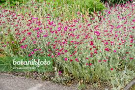 Image result for Lychnis coronaria
