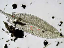 Attēlu rezultāti vaicājumam “Bryum rubens”