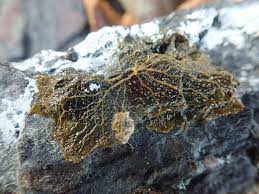 Attēlu rezultāti vaicājumam “Enteridium variabile plasmodium”