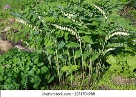 Attēlu rezultāti vaicājumam “Polygonatum multiflorum”