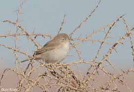 Image result for Sylvia nana