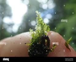 Attēlu rezultāti vaicājumam “Hygrohypnum luridum”