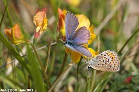 Attēlu rezultāti vaicājumam “Plebejus argus female”