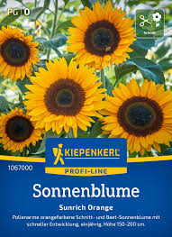 Image result for Sonnenblume