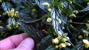 Attēlu rezultāti vaicājumam “Lamiastrum galeobdolon flower”