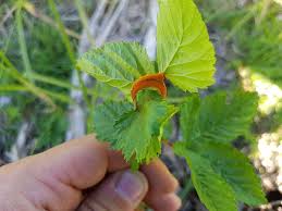 Attēlu rezultāti vaicājumam “Triphragmium ulmariae”