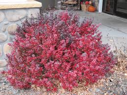 Attēlu rezultāti vaicājumam “Berberis thunbergii”