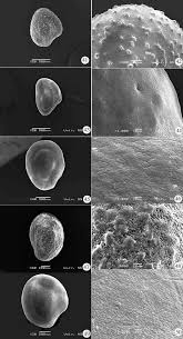 Attēlu rezultāti vaicājumam “Trifolium spadiceum fruit”