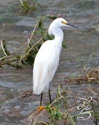 Image result for Egretta thula