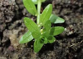 Attēlu rezultāti vaicājumam “Callitriche cophocarpa”