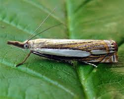 Attēlu rezultāti vaicājumam “Crambus silvella”