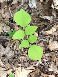 Attēlu rezultāti vaicājumam “Cladrastis kentukea leaf”