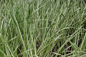 Image result for Acorus calamus