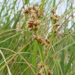 Attēlu rezultāti vaicājumam “Cladium mariscus leaf”