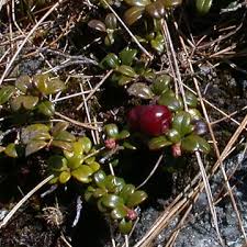 Attēlu rezultāti vaicājumam “Vaccinium vitis-idaea”