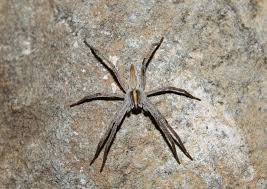 Attēlu rezultāti vaicājumam “Pisaura mirabilis female”