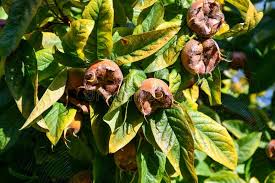 Attēlu rezultāti vaicājumam “Mespilus germanica leaf”