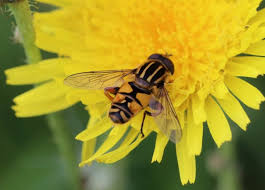 Attēlu rezultāti vaicājumam “Helophilus hybridus male”