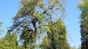 Attēlu rezultāti vaicājumam “Fraxinus excelsior Pendula”