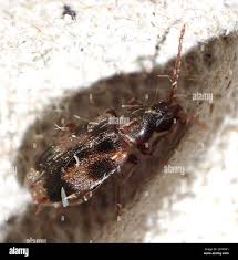 Attēlu rezultāti vaicājumam “Notoxus monoceros”