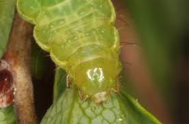 Attēlu rezultāti vaicājumam “Syngrapha interrogationis”