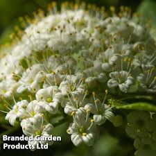 Attēlu rezultāti vaicājumam “Viburnum lantana  flower”