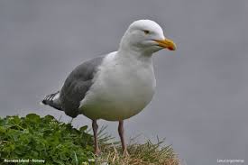 Attēlu rezultāti vaicājumam “Larus argentatus”