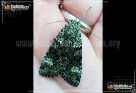 Attēlu rezultāti vaicājumam “Anaplectoides prasina”