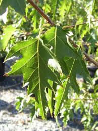 Attēlu rezultāti vaicājumam “Betula pendula var. carelica”