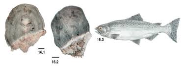 Image result for Oncorhynchus tshawytscha