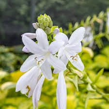 Attēlu rezultāti vaicājumam “Hosta sp. flower”
