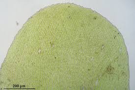 Attēlu rezultāti vaicājumam “Homalia trichomanoides”