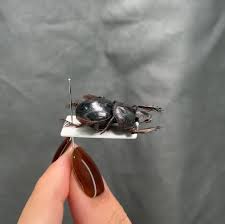 Attēlu rezultāti vaicājumam “Ceruchus chrysomelinus larva”