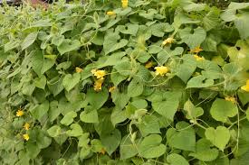 Attēlu rezultāti vaicājumam “Thladiantha dubia”