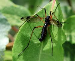 Attēlu rezultāti vaicājumam “Dictenidia bimaculata”