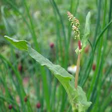 Image result for Sauerampfer