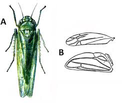 Attēlu rezultāti vaicājumam “Empoasca sp.”