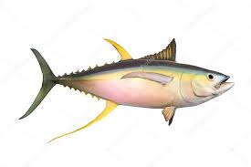 Image result for Thunnus albacares