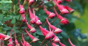 Image result for Ildblomkarse