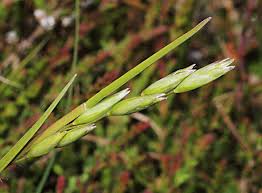 Attēlu rezultāti vaicājumam “Danthonia decumbens bud”