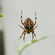 Attēlu rezultāti vaicājumam “Araneus diadematus juvenile”