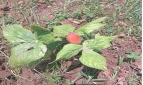Attēlu rezultāti vaicājumam “Podophyllum hexandrum fruit”