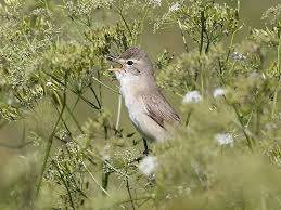 Image result for Hippolais caligata