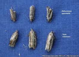 Attēlu rezultāti vaicājumam “Phronia sp. larva”