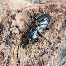 Attēlu rezultāti vaicājumam “Pterostichus melanarius”