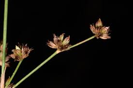 Attēlu rezultāti vaicājumam “Juncus articulatus”