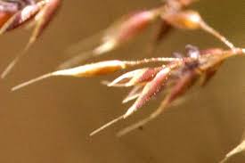 Attēlu rezultāti vaicājumam “Agrostis canina”